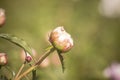Paeonia suffruticosa starting to bloom